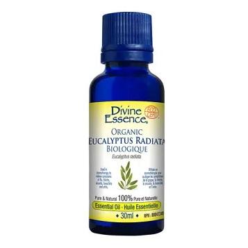 Divine Essence - Organic Eucalyptus - Radiata